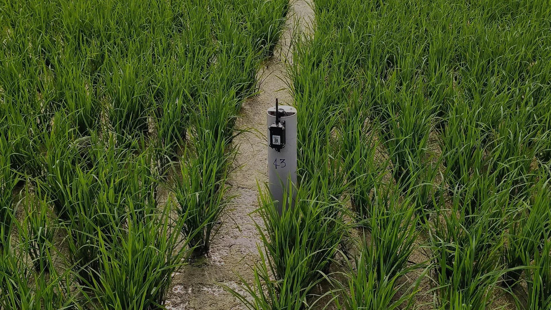 paddyAkvo®'s AWD Method: Transforming Paddy Cultivation for Better Water Usage and Increased Profits